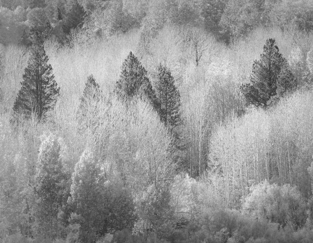 Evergreens - Susan Quinn